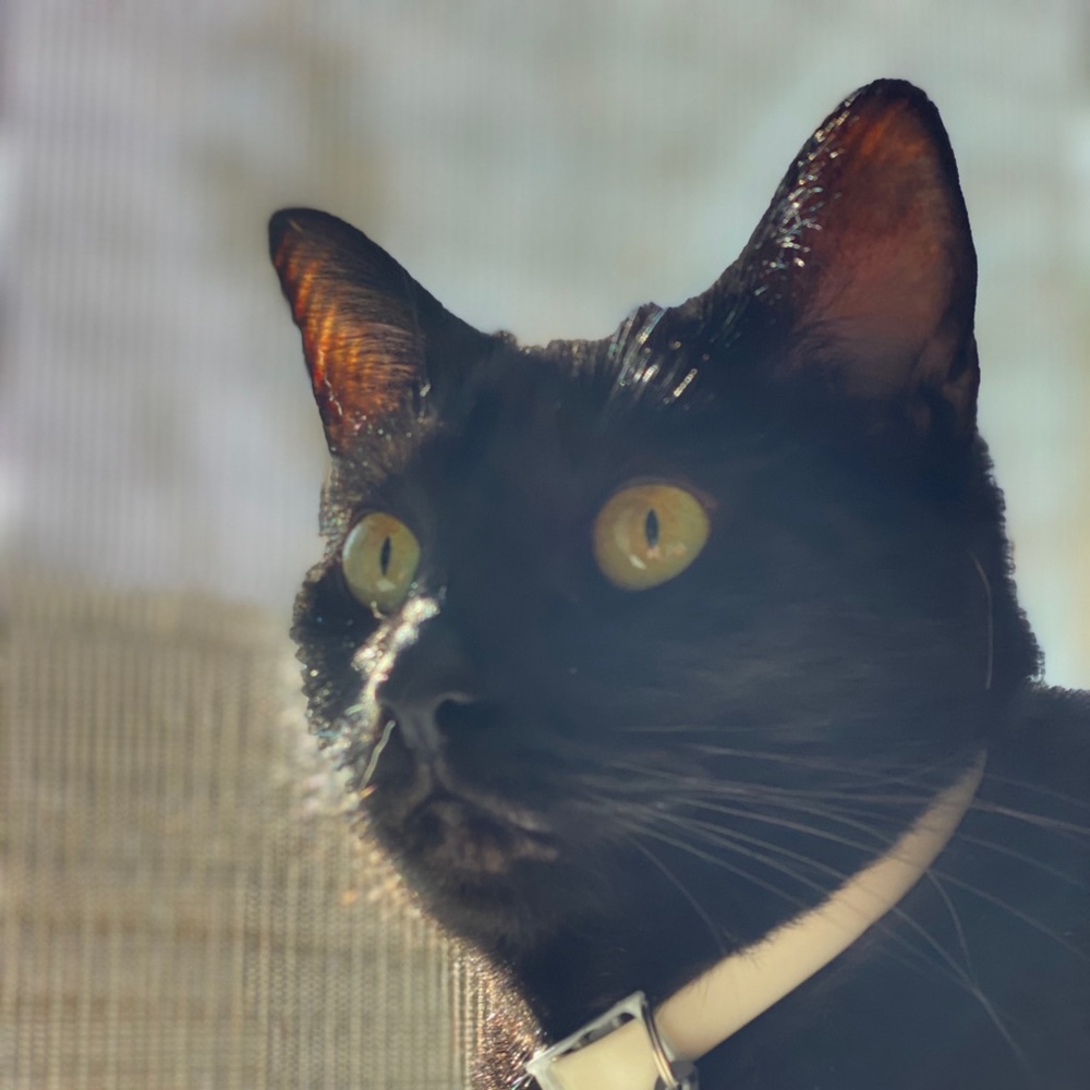 Meet your Posher, Al